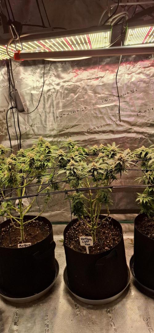 Northern Ligths Fem. u. Sensi Skunk Fem.. Week 13