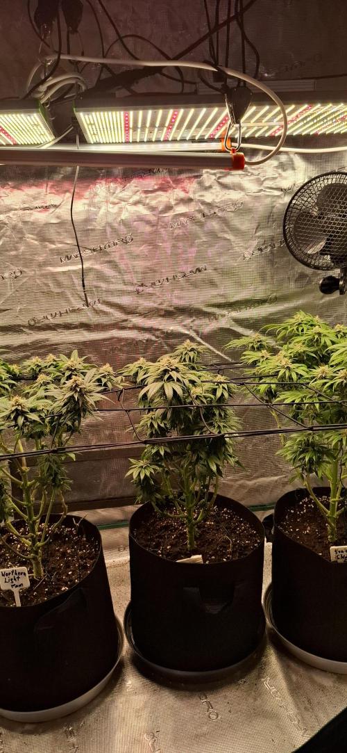 Northern Ligths Fem. u. Sensi Skunk Fem.. Week 13