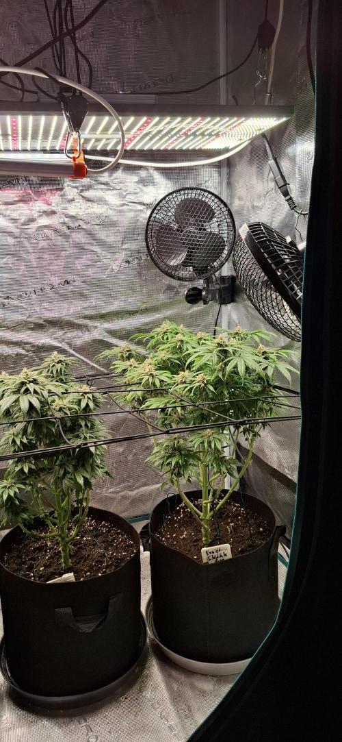 Northern Ligths Fem. u. Sensi Skunk Fem.. Week 13