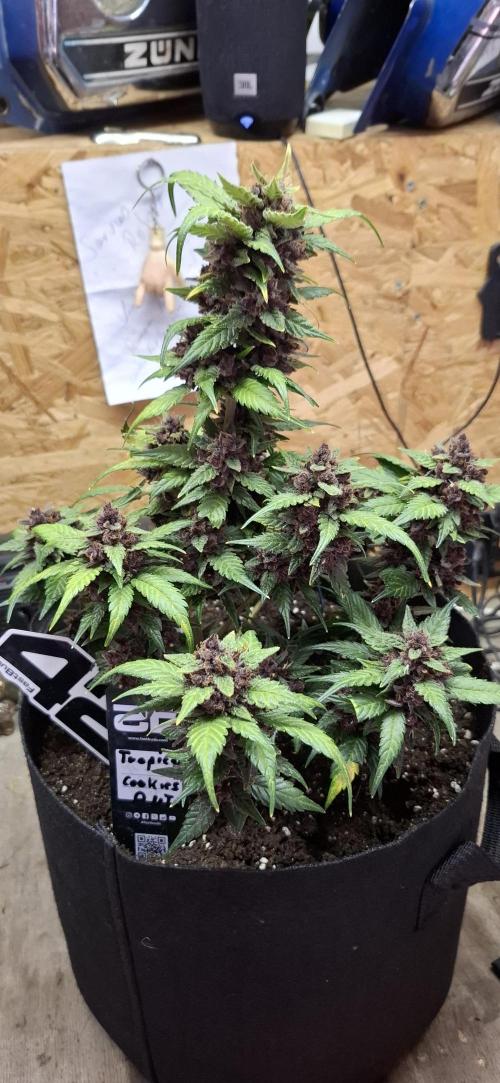 Gorilla Cookies u. Tropicana Cookies. Week 12