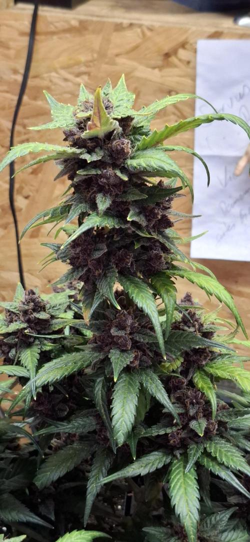 Gorilla Cookies u. Tropicana Cookies. Week 12