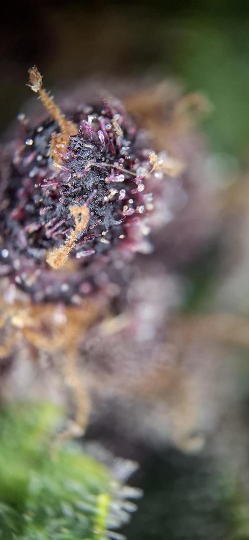 Gorilla Cookies u. Tropicana Cookies. Week 12