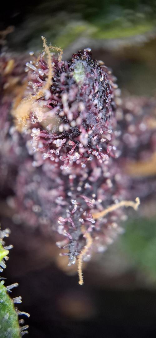Gorilla Cookies u. Tropicana Cookies. Week 12