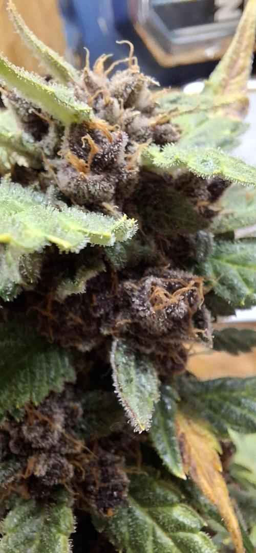 Gorilla Cookies u. Tropicana Cookies. Week 12