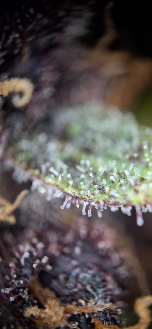 Gorilla Cookies u. Tropicana Cookies. Week 12