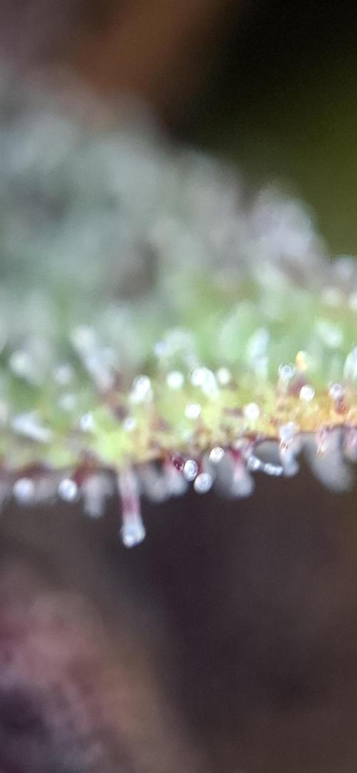 Gorilla Cookies u. Tropicana Cookies. Week 12