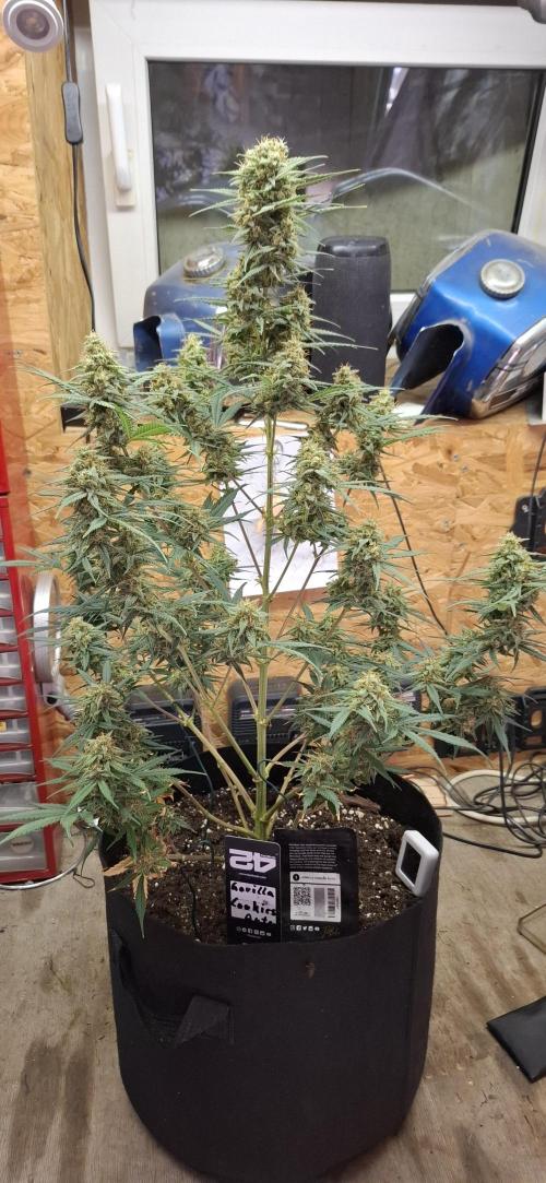 Gorilla Cookies u. Tropicana Cookies. Week 12