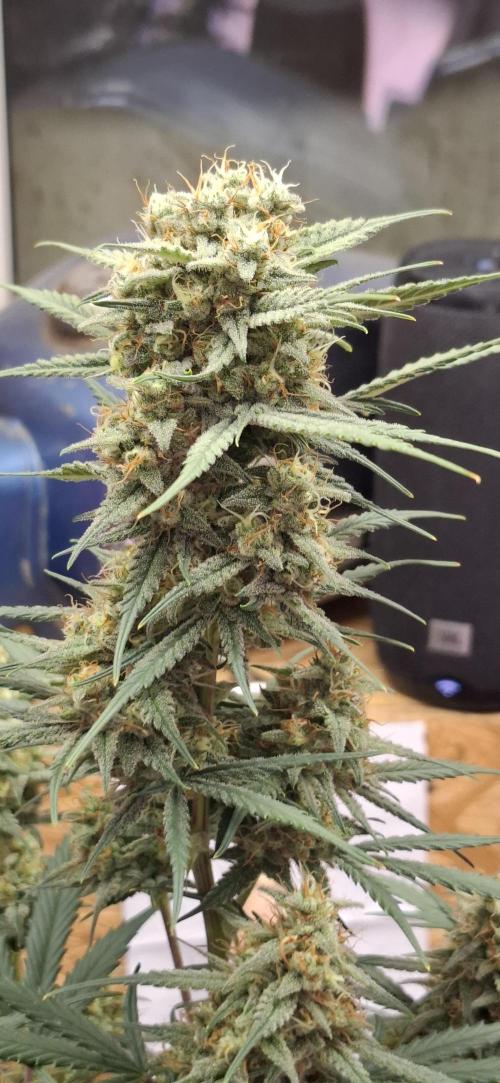 Gorilla Cookies u. Tropicana Cookies. Week 12