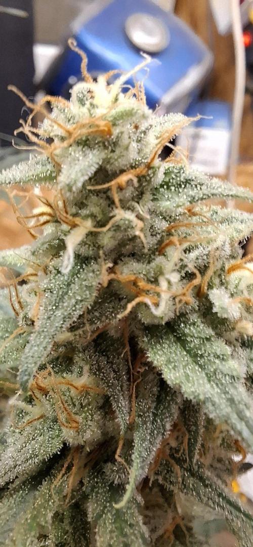 Gorilla Cookies u. Tropicana Cookies. Week 12