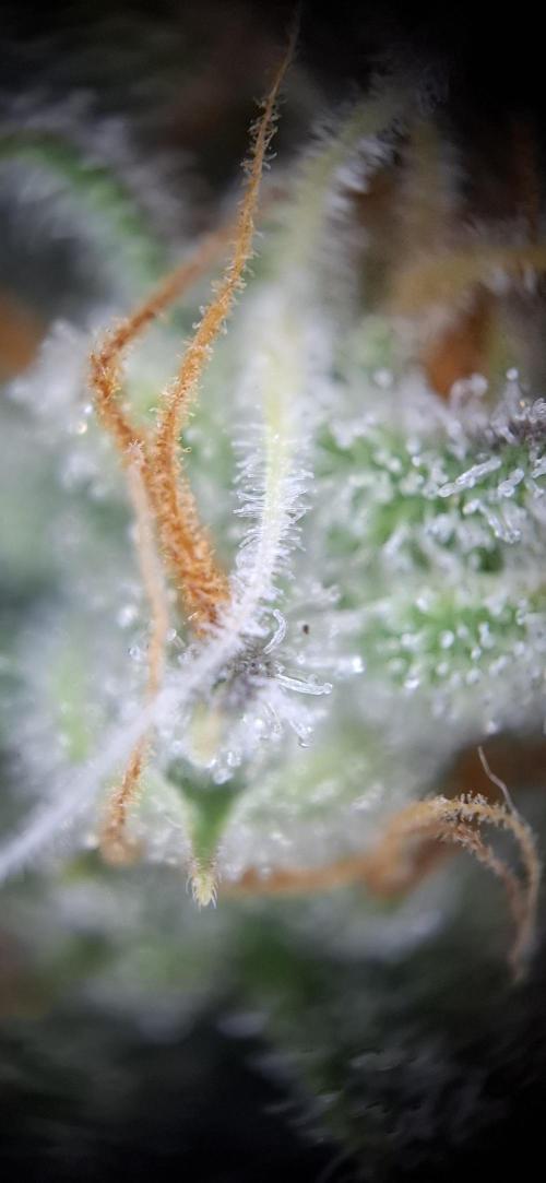Gorilla Cookies u. Tropicana Cookies. Week 12