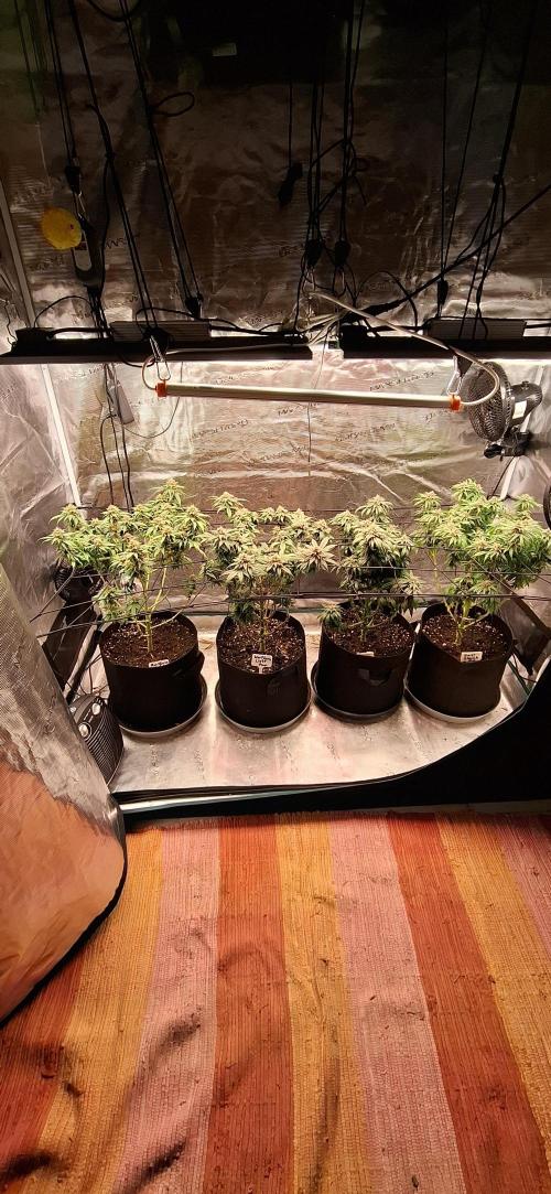 Northern Ligths Fem. u. Sensi Skunk Fem.. Week 14