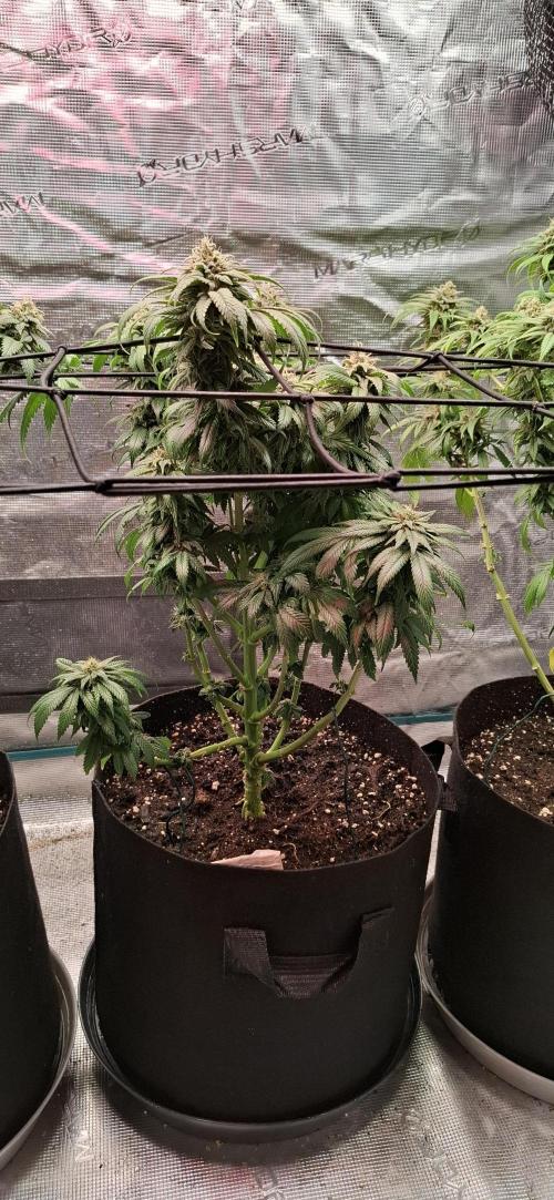 Northern Ligths Fem. u. Sensi Skunk Fem.. Week 14