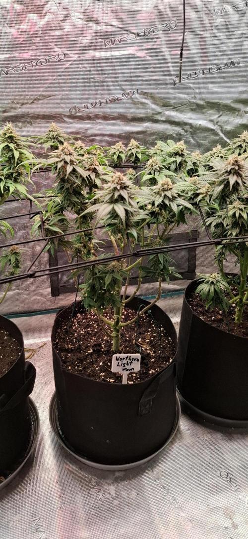 Northern Ligths Fem. u. Sensi Skunk Fem.. Week 14