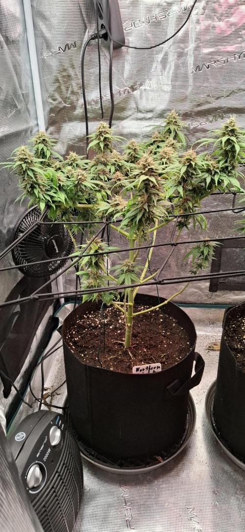 Northern Ligths Fem. u. Sensi Skunk Fem.. Week 14