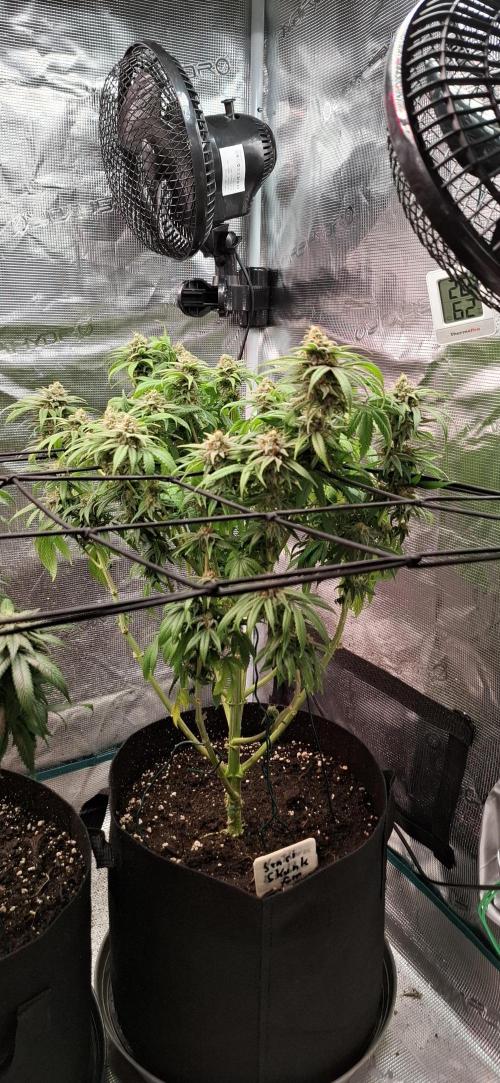 Northern Ligths Fem. u. Sensi Skunk Fem.. Week 14