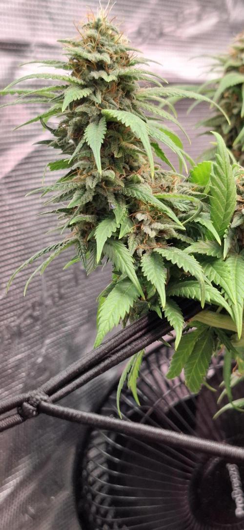 Northern Ligths Fem. u. Sensi Skunk Fem.. Week 14