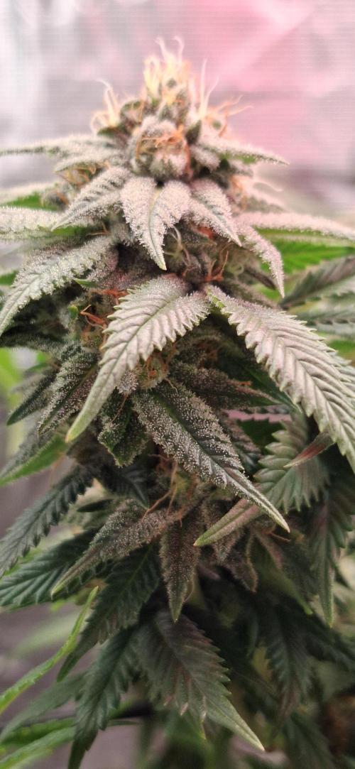 Northern Ligths Fem. u. Sensi Skunk Fem.. Week 14