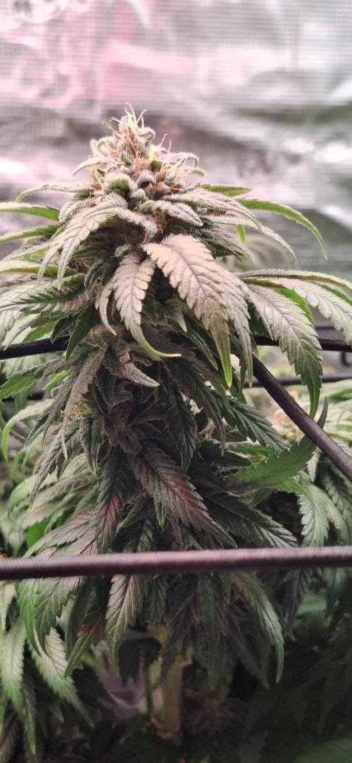 Northern Ligths Fem. u. Sensi Skunk Fem.. Week 14