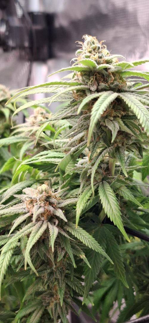 Northern Ligths Fem. u. Sensi Skunk Fem.. Week 14