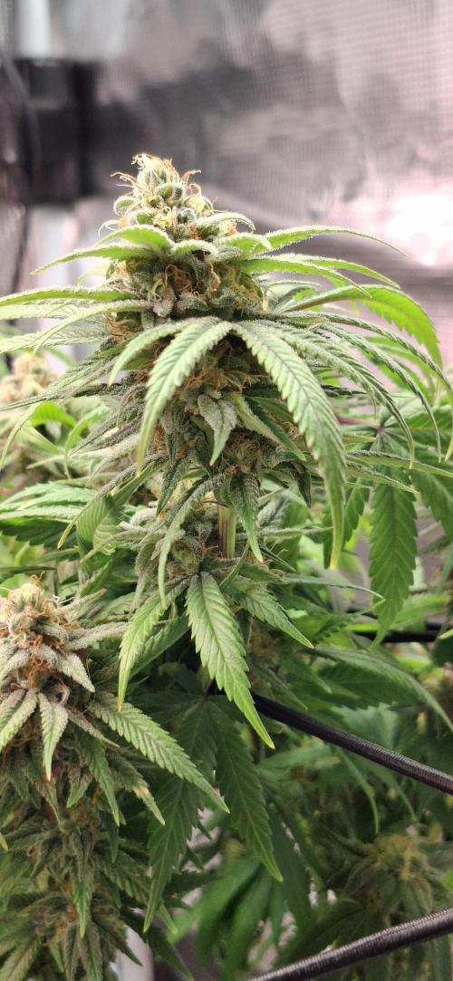 Northern Ligths Fem. u. Sensi Skunk Fem.. Week 14