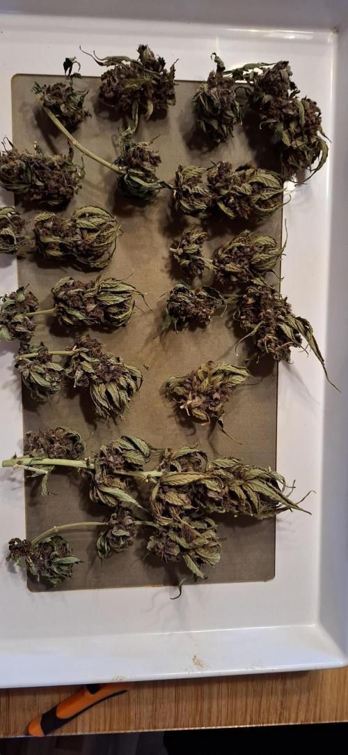 Gorilla Cookies u. Tropicana Cookies. Week 13