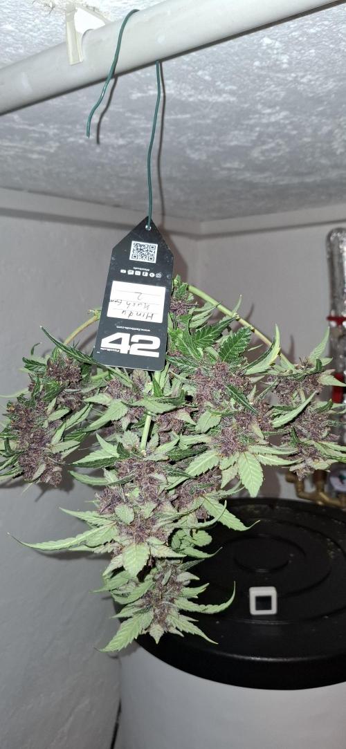 Gorilla Cookies u. Tropicana Cookies. Week 13