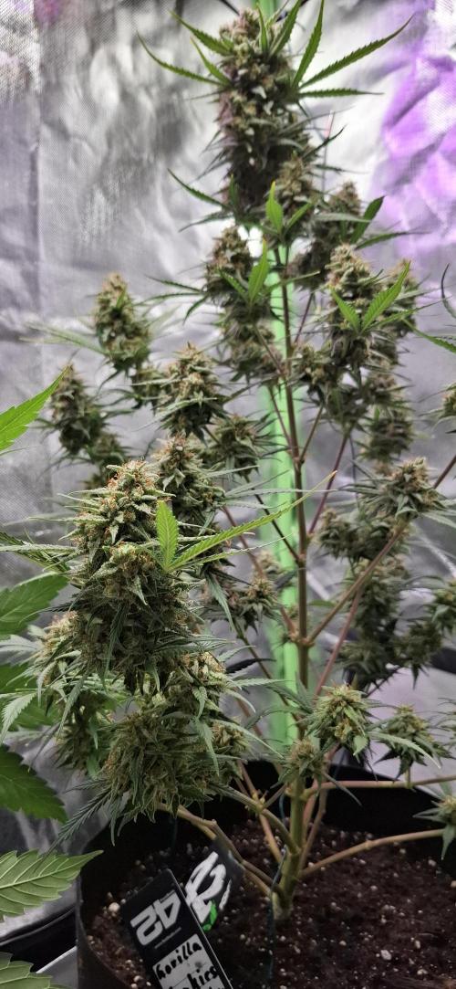 Gorilla Cookies u. Tropicana Cookies. Week 13