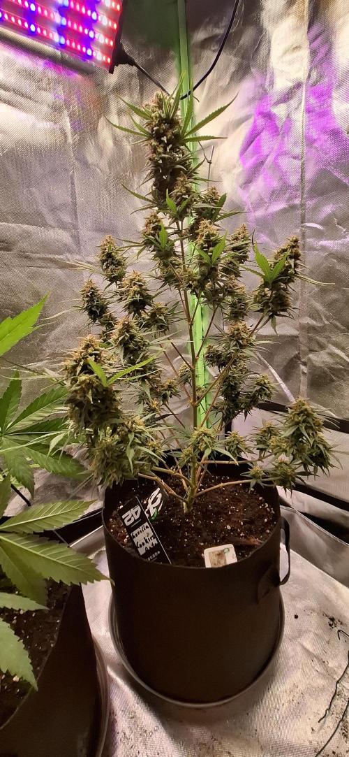 Gorilla Cookies u. Tropicana Cookies. Week 13