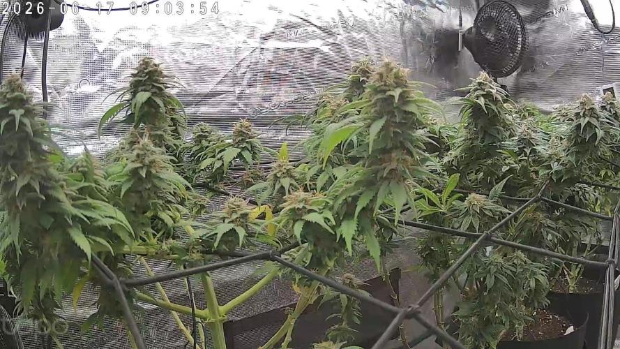 Northern Ligths Fem. u. Sensi Skunk Fem.. Week 15