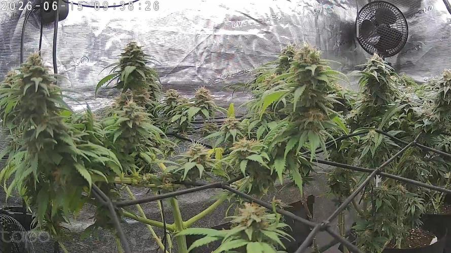 Northern Ligths Fem. u. Sensi Skunk Fem.. Week 15