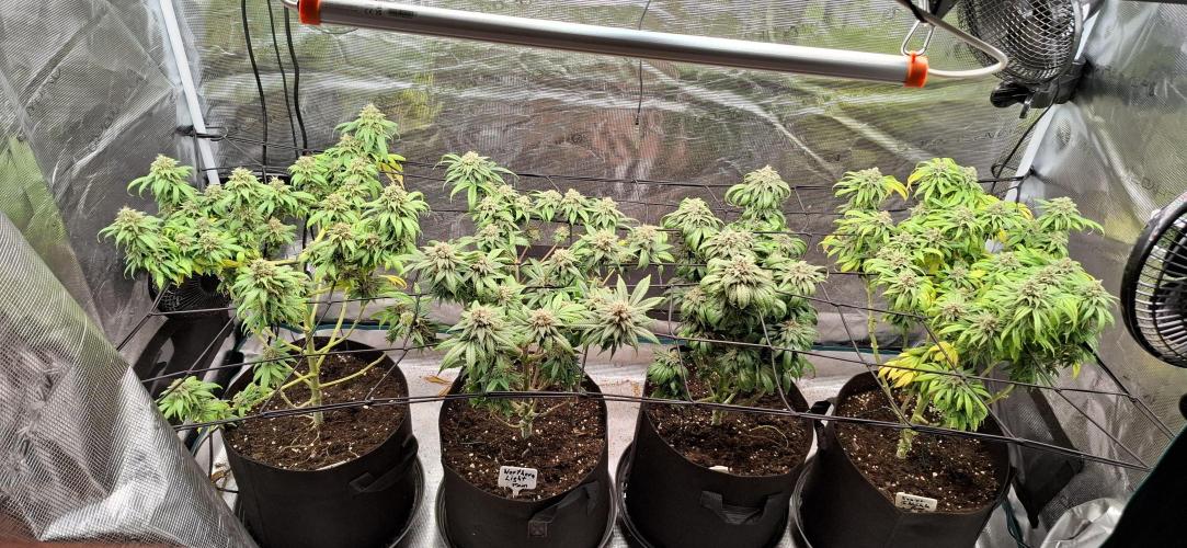 Northern Ligths Fem. u. Sensi Skunk Fem.. Week 15
