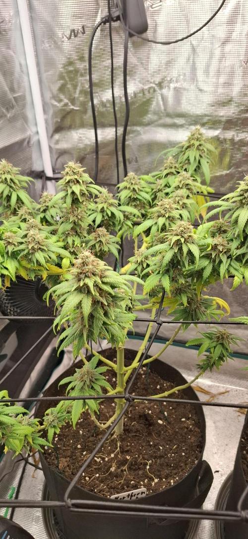 Northern Ligths Fem. u. Sensi Skunk Fem.. Week 15