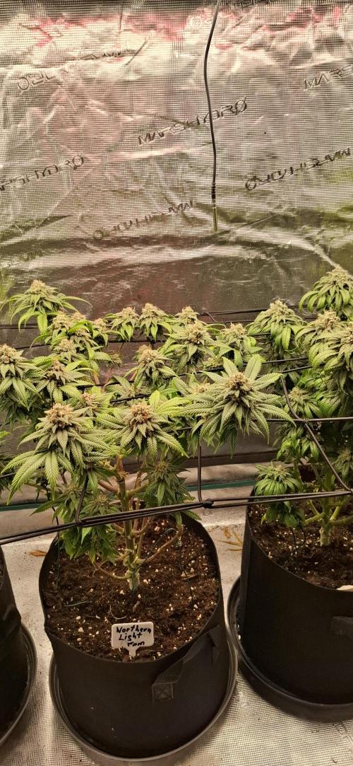 Northern Ligths Fem. u. Sensi Skunk Fem.. Week 15