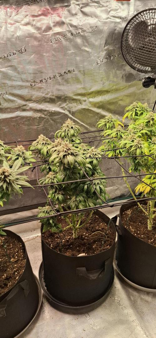 Northern Ligths Fem. u. Sensi Skunk Fem.. Week 15