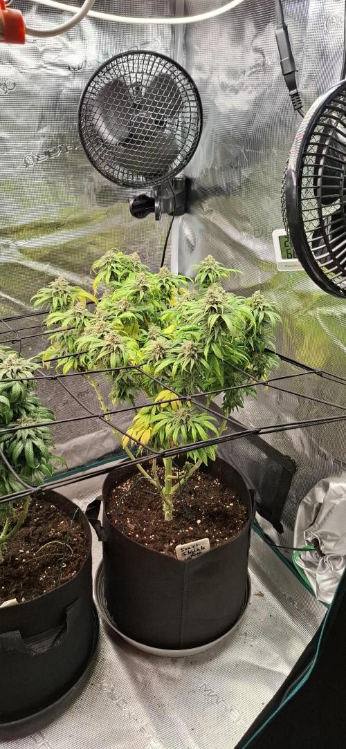 Northern Ligths Fem. u. Sensi Skunk Fem.. Week 15