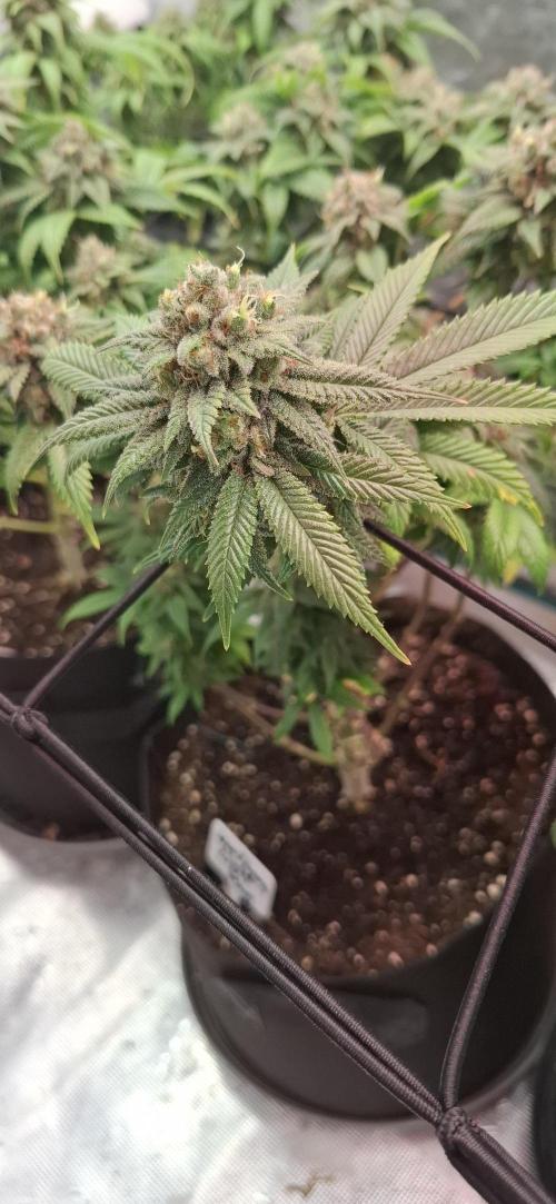 Northern Ligths Fem. u. Sensi Skunk Fem.. Week 16