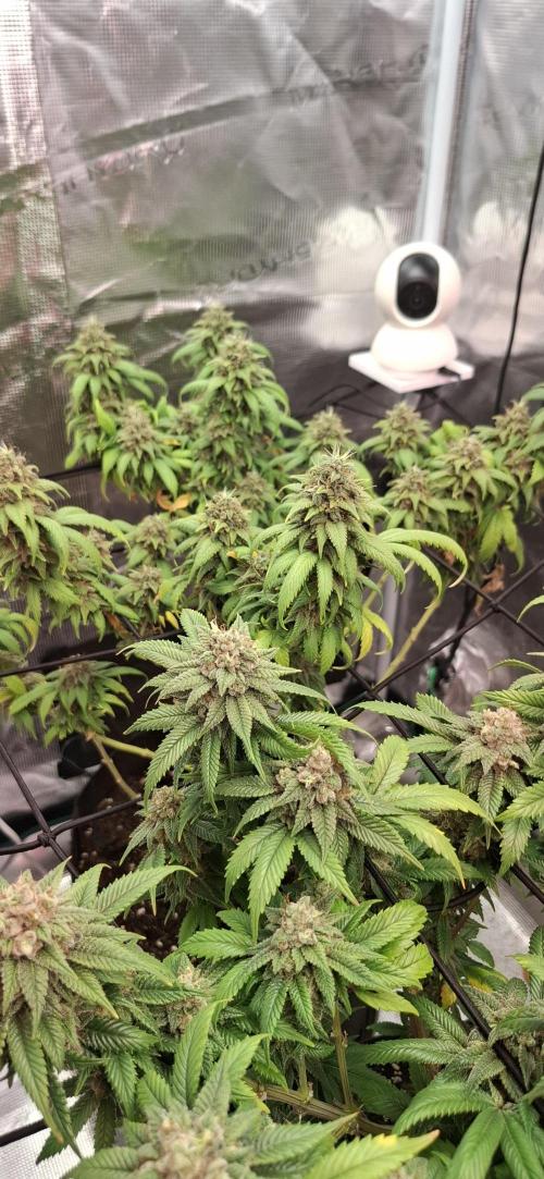 Northern Ligths Fem. u. Sensi Skunk Fem.. Week 16
