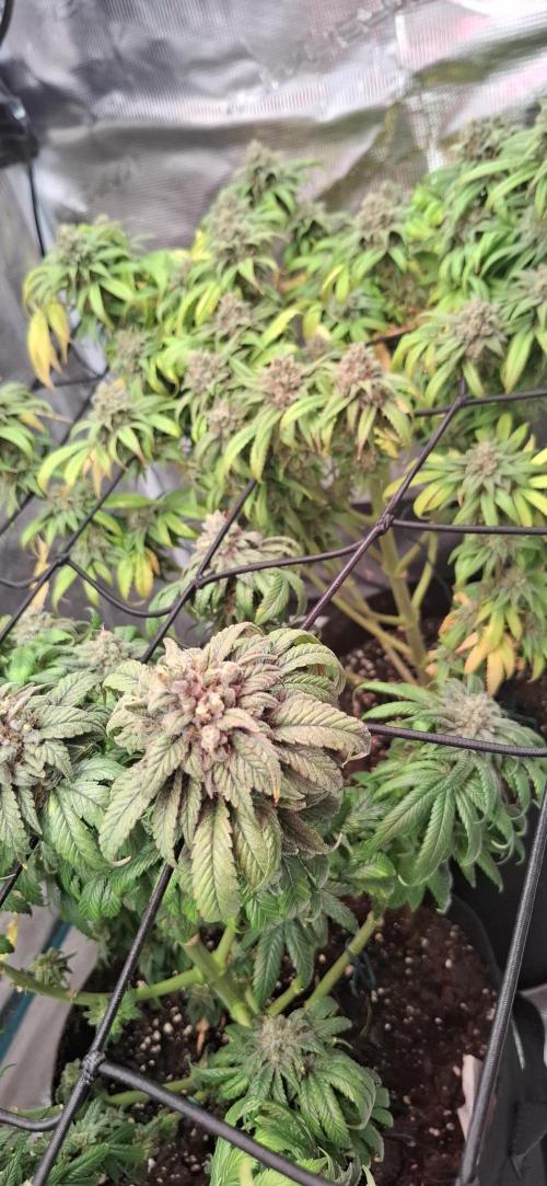 Northern Ligths Fem. u. Sensi Skunk Fem.. Week 16