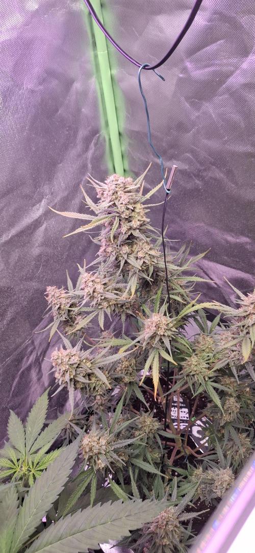 Gorilla Cookies u. Tropicana Cookies. Week 14