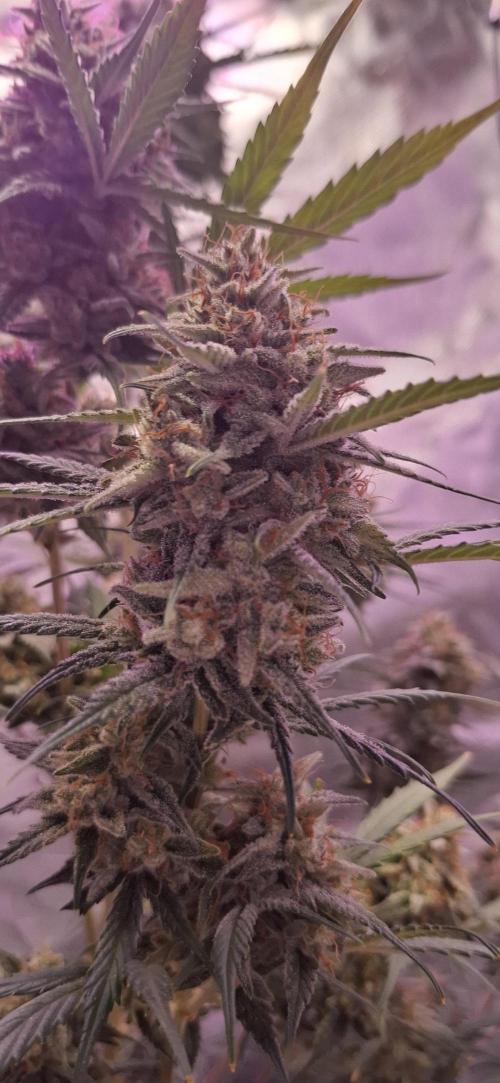 Gorilla Cookies u. Tropicana Cookies. Week 14