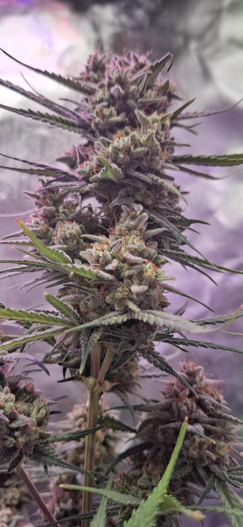 Gorilla Cookies u. Tropicana Cookies. Week 14