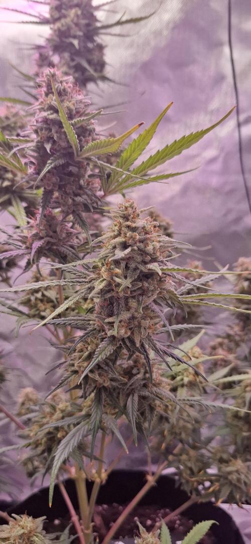 Gorilla Cookies u. Tropicana Cookies. Week 14