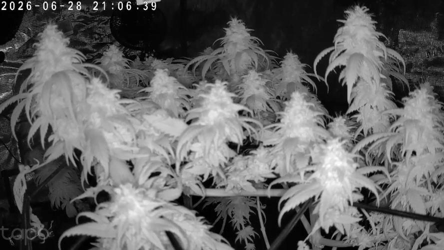 Northern Ligths Fem. u. Sensi Skunk Fem.. Week 16