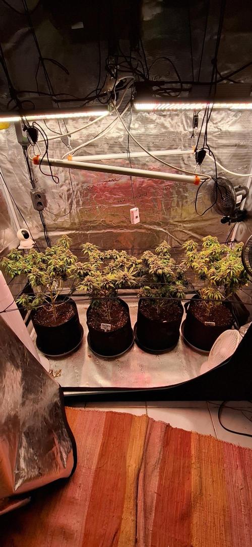 Northern Ligths Fem. u. Sensi Skunk Fem.. Week 17