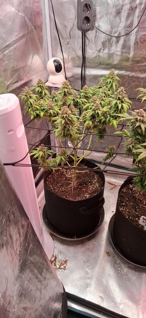Northern Ligths Fem. u. Sensi Skunk Fem.. Week 17