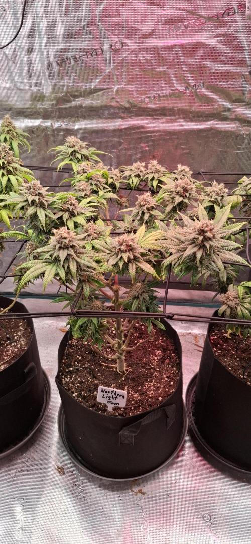 Northern Ligths Fem. u. Sensi Skunk Fem.. Week 17