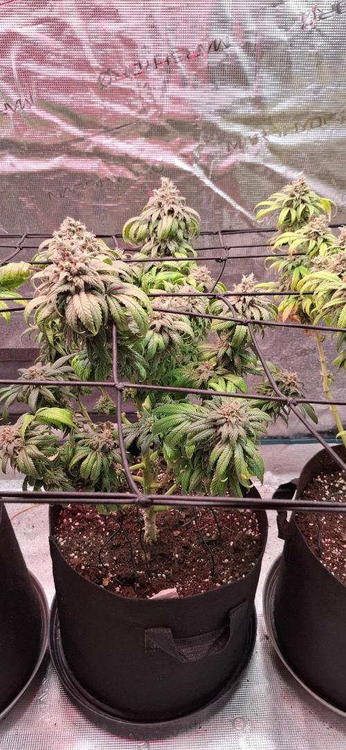 Northern Ligths Fem. u. Sensi Skunk Fem.. Week 17