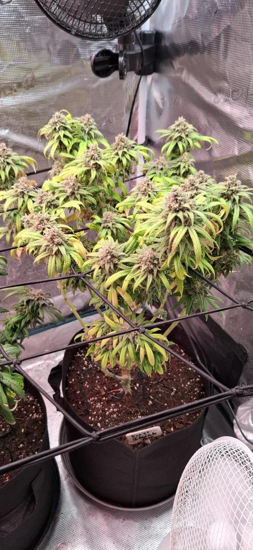 Northern Ligths Fem. u. Sensi Skunk Fem.. Week 17