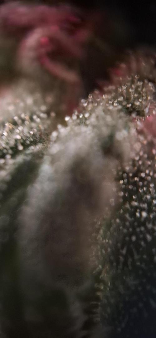 Northern Ligths Fem. u. Sensi Skunk Fem.. Week 17