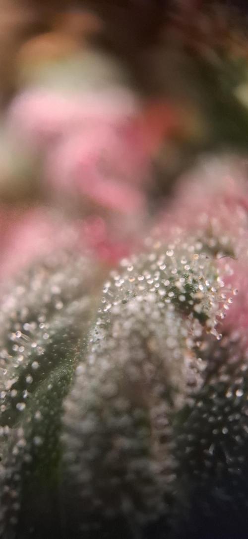 Northern Ligths Fem. u. Sensi Skunk Fem.. Week 17